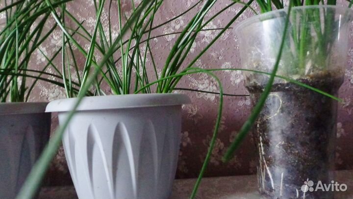 Зефирантес