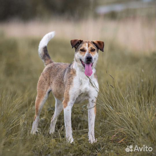 Собаки бесплатно в добрые руки