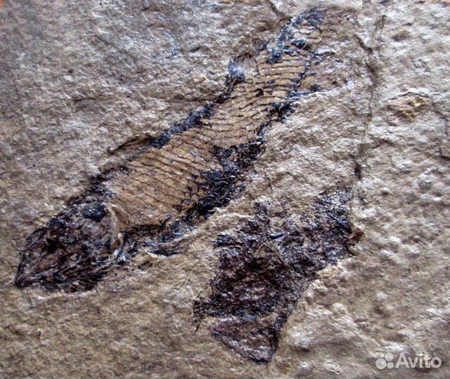 Ископаемая рыба. Отпечаток. Девонский период