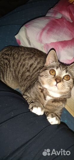 Британские котята