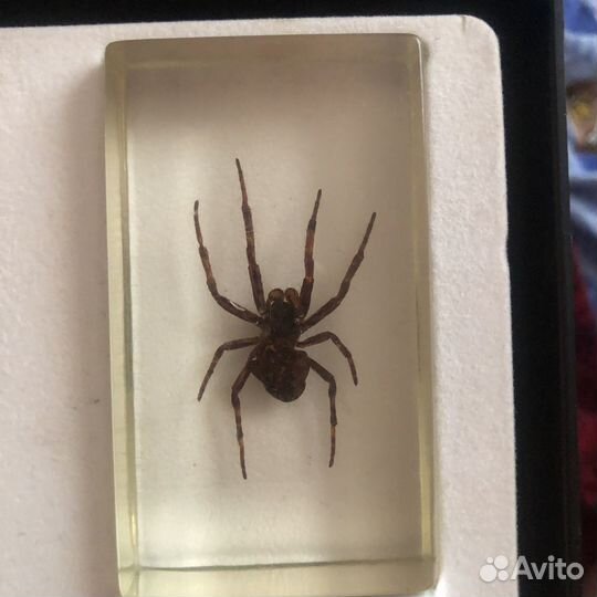 Коллекция Настоящие насекомые Deagostini