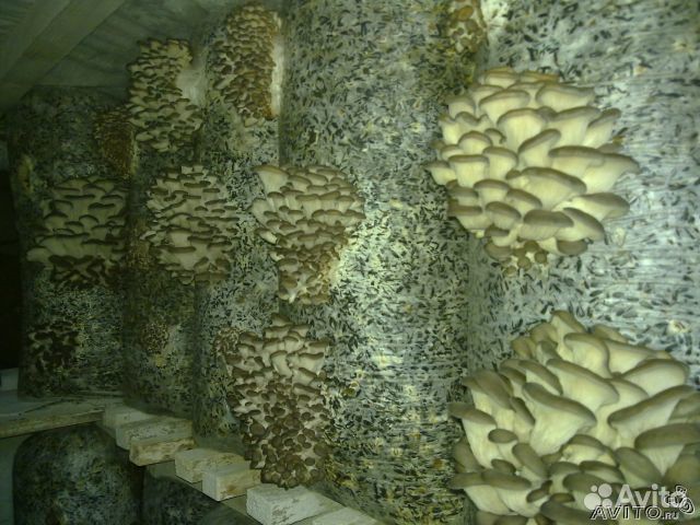 Мицелий вешенки