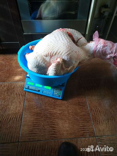 Цыплята бройлер импорт