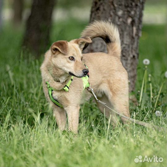 Собака в дар Зефир в добрые руки бесплатно
