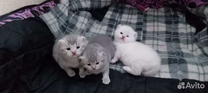 Шотландские котята