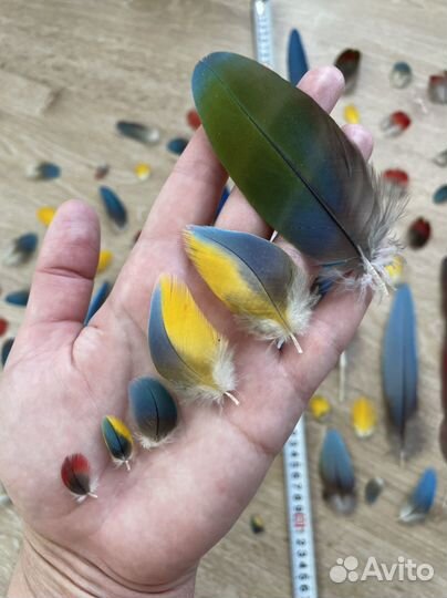 Перья крупного попугая. Лот # 4