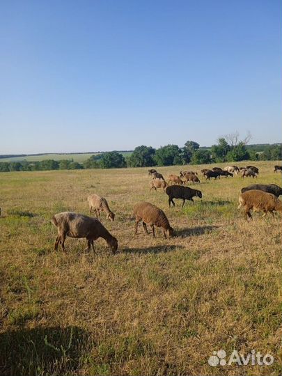 Молодые баранчики Гиссары 15000