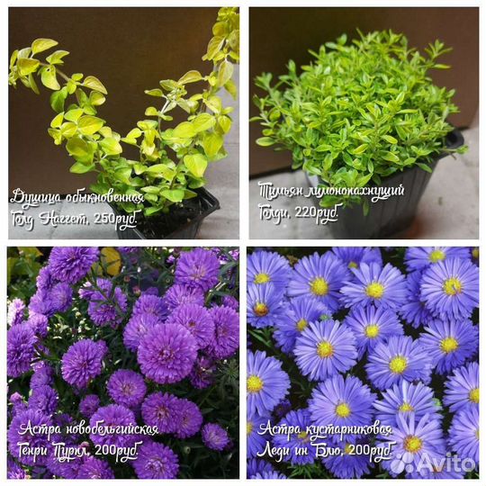 Многолетние растения