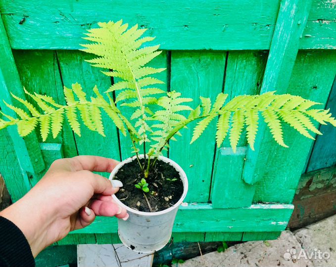 Папоротник