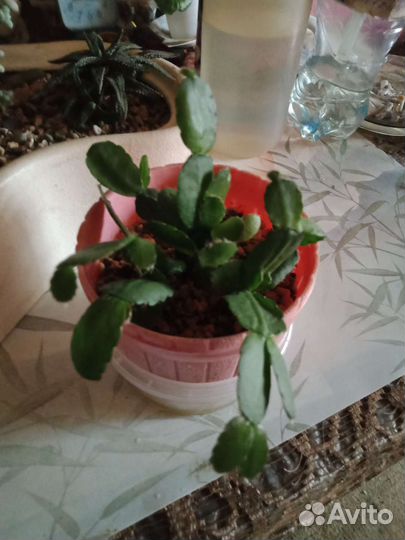 Суккуленты