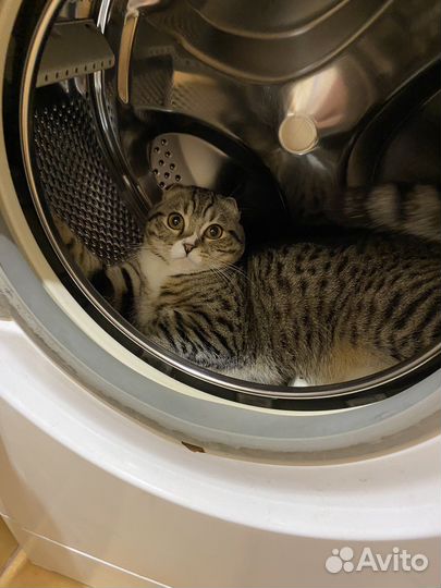 Шотландский кот вязка
