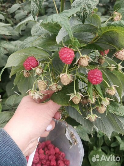 Ремонтантная малина