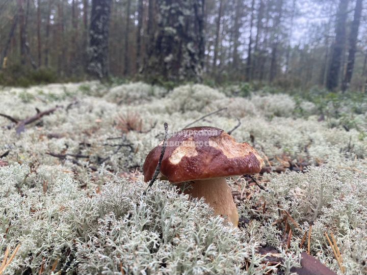 Коттедж 107,9 м² на участке 10 сот.