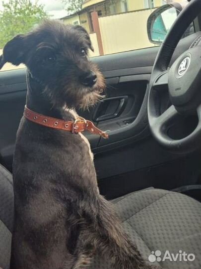 Цвергшнауцер