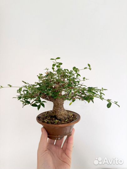 Бонсай мальпигия