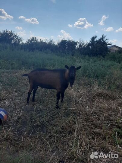 Услуги чешского козла