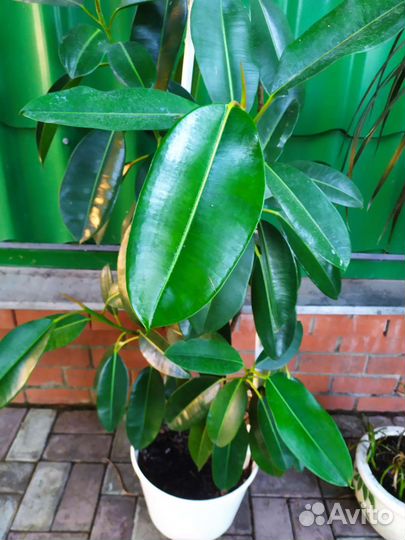 Цветы для зимнего сада