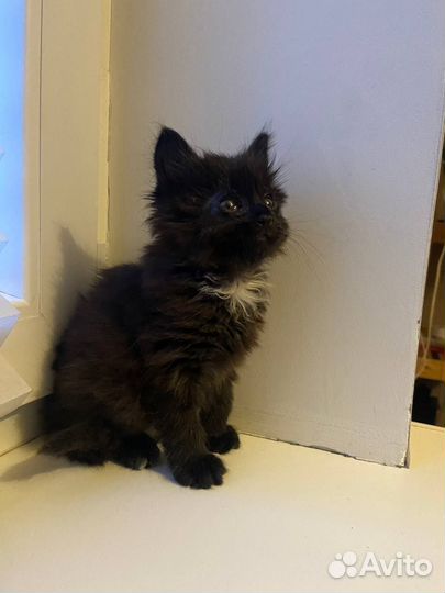 Кошка Тучка ищет постоянных или временных хозяев