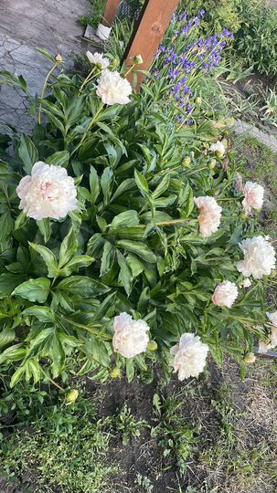 Дача 30 м² на участке 4,5 сот.