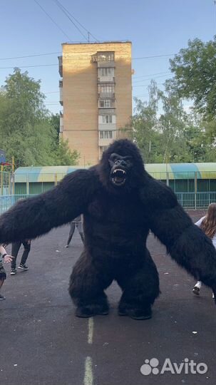 Поздравление ростовой Гориллой 2,6 метра