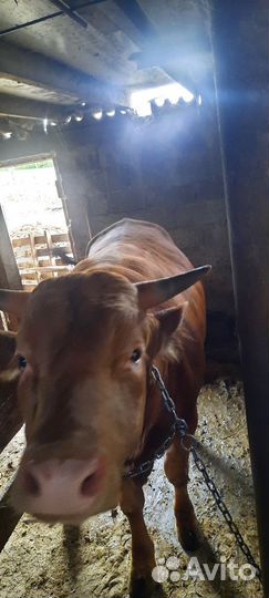 Продаётся бычки