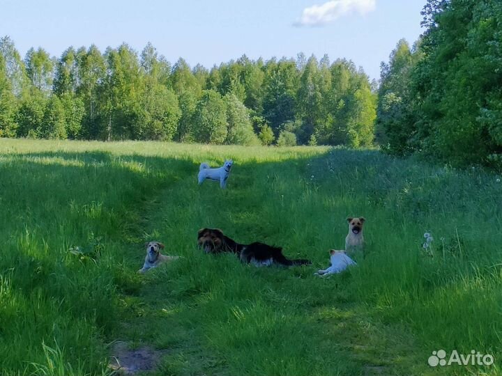 Собака метис