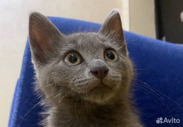 Серый котенок Арсений