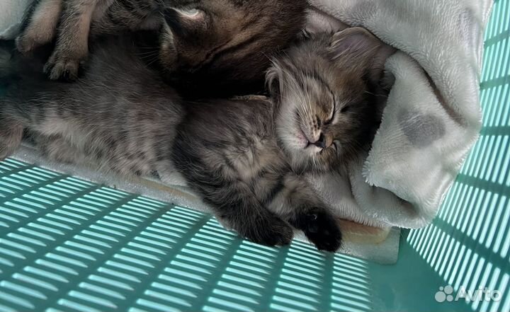 Котенок девочка бесплатно