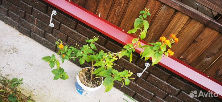 Лантана, олеандр