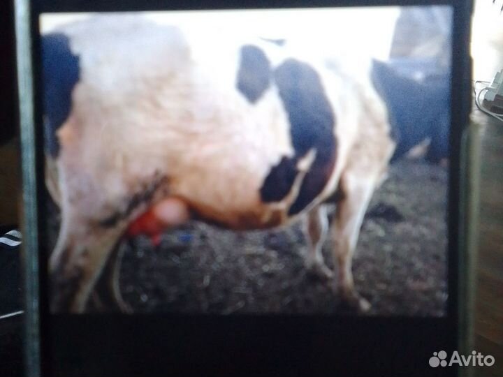 Корова дойная