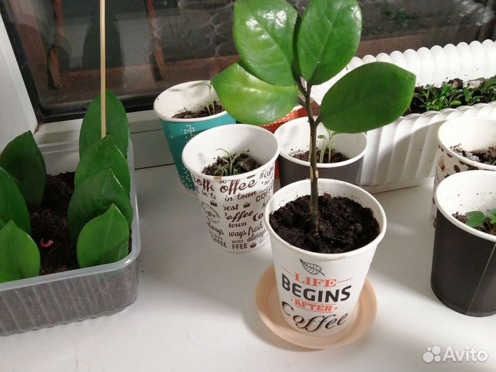 Зимиокулькас лист