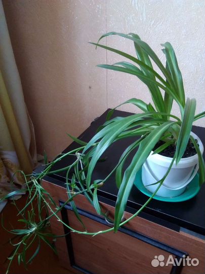 Дримиопсис