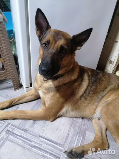 Собаки бесплатно