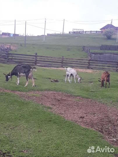 Козы, козлята