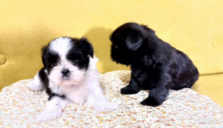 Мини ши-тцу