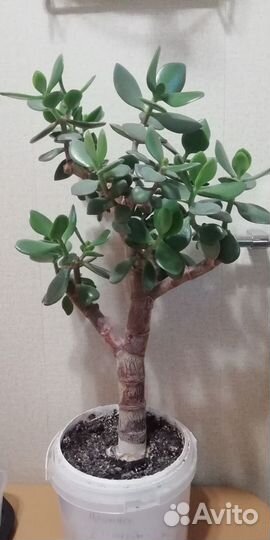 Крассула толстянка, денежное дерево