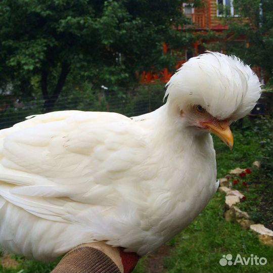 Яйцо инкубационное индейки и др. с/х птицы