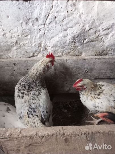 Цыплята петушки