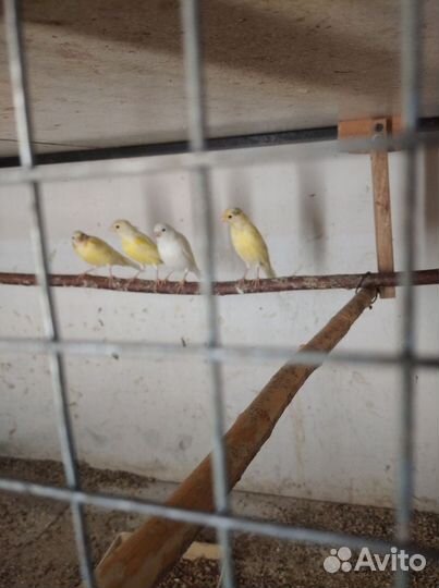 Молодые канарейки