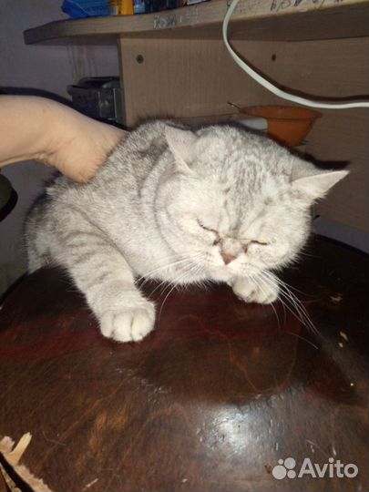 Британская кошка