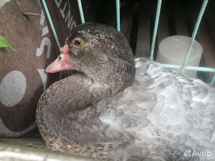 Мускусные утки индоутки индоутята