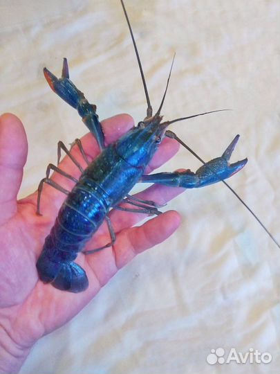 Австралийский красноклешневый рак