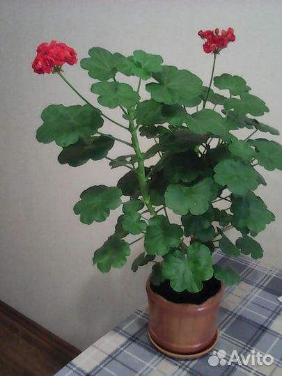 Комнатные цветы герани