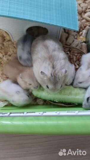 Джунгарский хомяк