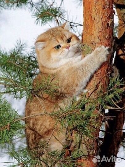 Алмазная мозаика 