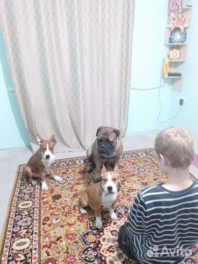 Зоогостиница для собак