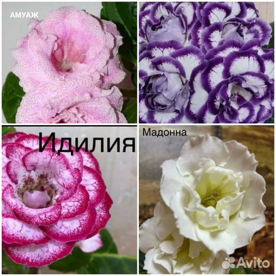 Глоксиния махровая