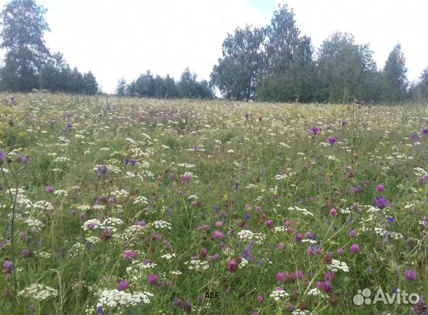 Мед 24 года натуральный опт