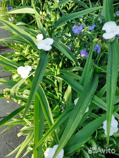 Традесканция садовая