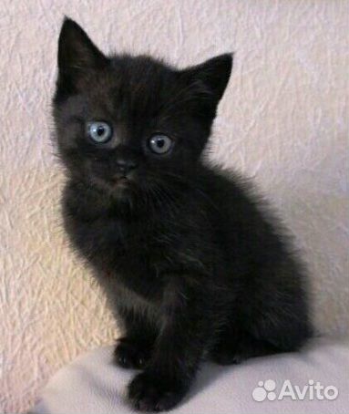 Отдам в добрые руки